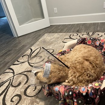 Old Town Animal Hospital - Veterinarians Near Me - Katy, Texas