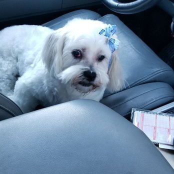 Rub A Dub Doggie Scrub - Roxy and Lexus very happy thanks Jessica see you in January - Pet Groomers Near Me - Rancho Cucamonga, California Rub A Dub Doggie Scrub - Roxy and Lexus very happy thanks Jessica see you in January - Pet Groomers Near Me - Rancho Cucamonga, California