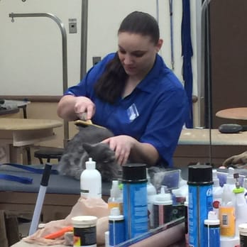 PetSmart - Have you ever seen a cat behave while being groomed?! Im impressed! - Pet Stores Near Me - Euless, Texas