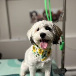 Shiny Paws Dog Spa