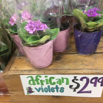 Trader Joe's - Grocery Near Me - Manhattan Beach, California