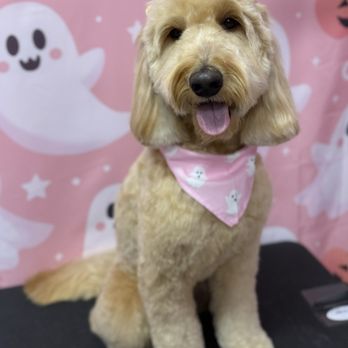 Lush Spaw - haircut by elena - Pet Groomers Near Me - Santa Clara, California Lush Spaw - haircut by elena - Pet Groomers Near Me - Santa Clara, California