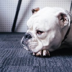 Messner Flooring - Pittsford - Pets are family. Don't forget to think about them when purchasing new flooring.