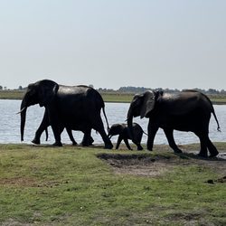 Platinum Holidays - Chobe National Park