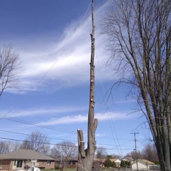 Brown Bear Tree Service - Tree Services Near Me Brown Bear Tree Service - Tree Services Near Me