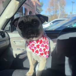 Coach Coach