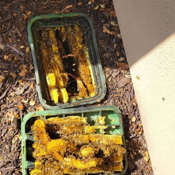 Bee Dash Rescue - Pest Control Near Me Bee Dash Rescue - Pest Control Near Me