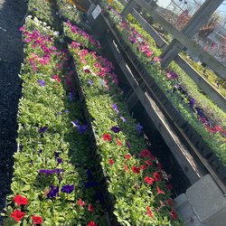 Sweetbrook Nursery & Garden Center - Annuals!