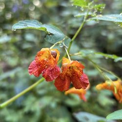 Eagle Creek Park - Late summer flowers 2026
