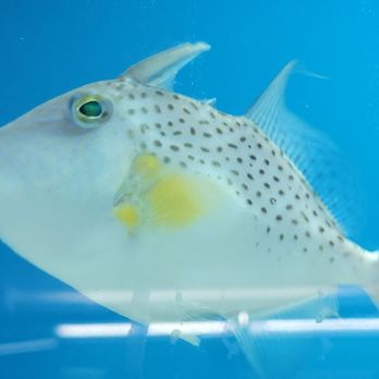 Ocean Reef's Den -ORD Aquatics - Aquarium Services Near Me - Bensenville, Illinois Ocean Reef's Den -ORD Aquatics - Aquarium Services Near Me - Bensenville, Illinois