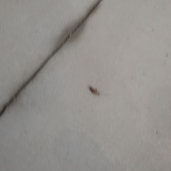 Scottish Inns & Suites - ROACH INFESTED - Hotels Near Me - Houston, Texas Scottish Inns & Suites - ROACH INFESTED - Hotels Near Me - Houston, Texas