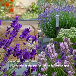 Waterwise Gardening - Direct from the grower! Lavender is the perfect flowering plant for Santa Fe. Choose from over a half dozen of best varieties.