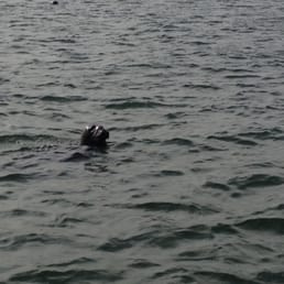 Seal sighting!
