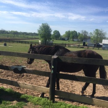 Old Friends - Sarava in his pasture or paddock. - Horse Racing Near Me - Georgetown, Kentucky Old Friends - Sarava in his pasture or paddock. - Horse Racing Near Me - Georgetown, Kentucky