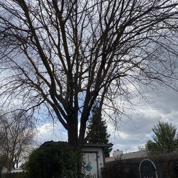 Adolph's A-1 Tree Service A Partnership - Backyard before - Tree Services Near Me - Fresno, California
