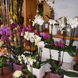 Blumen Schmid - Wir verfügen auch über eine breite Auswahl an Zimmerpflanzen