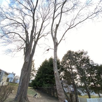 Stringfellow's Tree Service - Clean up BIG trees! - Tree Services Near Me - Amissville, Virginia