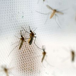 Fenway Pest Control