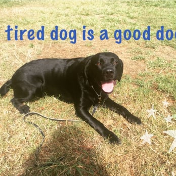 Walk Train Love - A tired dog is a good dog! - Pet Training Near Me Walk Train Love - A tired dog is a good dog! - Pet Training Near Me