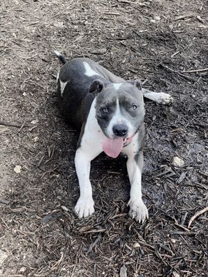 Neighbors Dog Park & Cafe by null