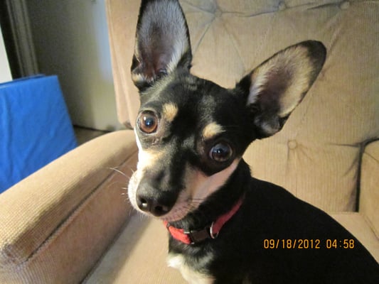 healthy pets of westgate