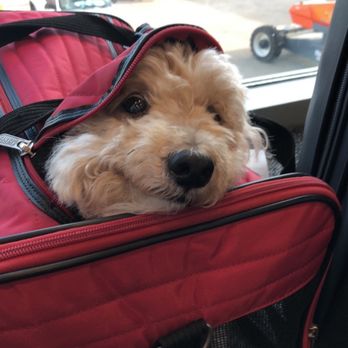 Compassionate Pet Vet - Veterinarians Near Me Compassionate Pet Vet - Veterinarians Near Me