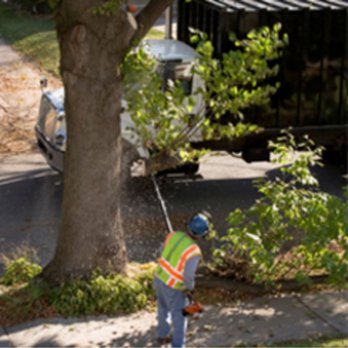 The Young Pro Tree Services - a man trimming a tree - Tree Services Near Me - Odessa, Texas The Young Pro Tree Services - a man trimming a tree - Tree Services Near Me - Odessa, Texas