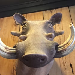 Saddle Sore - Pumbaa is here!