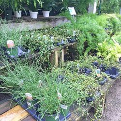 Andy's Market & Nursery - Lots of beautiful plants!
