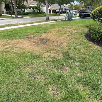 Native Pest Management - This is how the front lawn looks after a few years of service from native past control. Beware!!! - Pest Control Near Me - West Palm Beach, Florida
