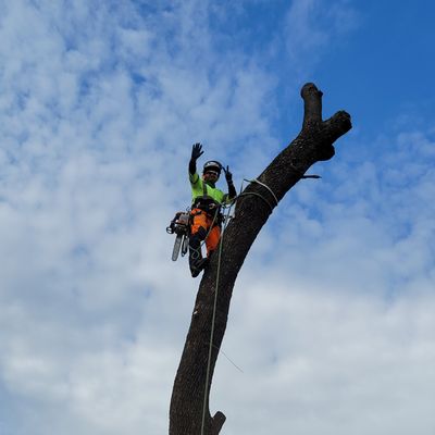 Recent Projects - At Lemon Tree, we're not just your average tree service provider

We're a team of dedicated tree experts with over 8 years of experience driven by a profound commitment to nature. Free estimates!