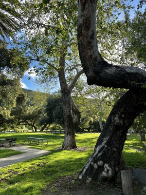 Irvine Regional Park by null
