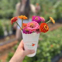 Jaemor Farms - Flower picking