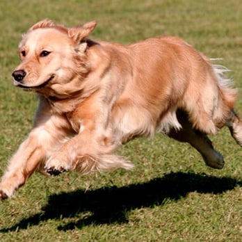 1. Currituck Kennels at Mt. Hope