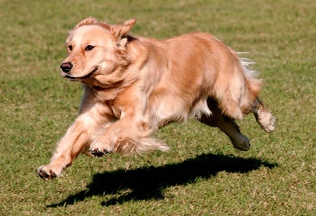Currituck Kennels at Mt. Hope - pet boarding facility in Chester, VA