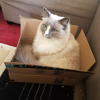 Ragmeister Ragdolls - In a box - Pet Breeders Near Me Ragmeister Ragdolls - In a box - Pet Breeders Near Me