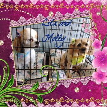 VIP Grooming - Lila and Molly - Pet Groomers Near Me - Puyallup, Washington VIP Grooming - Lila and Molly - Pet Groomers Near Me - Puyallup, Washington