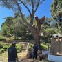 Photo of Ceron Tree Services