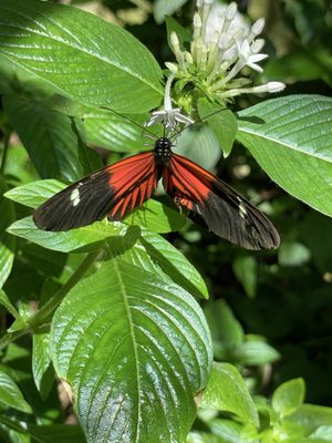 Cockrell Butterfly Center by null