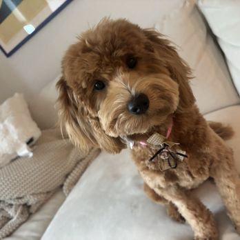 Pawfect Grooming - Pet Groomers Near Me - Bellevue, Washington