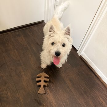 GB Companion care - Pet Sitting Near Me GB Companion care - Pet Sitting Near Me
