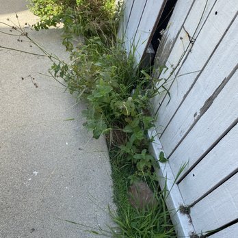 Gonzalo and Sons - Neglected fence, doesn't weed wack regularly - Tree Services Near Me Gonzalo and Sons - Neglected fence, doesn't weed wack regularly - Tree Services Near Me