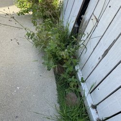 Gonzalo and Sons - Neglected fence, doesn't weed wack regularly