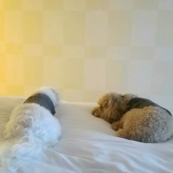 Pinnacle Hotel Harbourfront - Dog friendly hotel with super comfy beds - Hotels Near Me - Vancouver, British Columbia Pinnacle Hotel Harbourfront - Dog friendly hotel with super comfy beds - Hotels Near Me - Vancouver, British Columbia