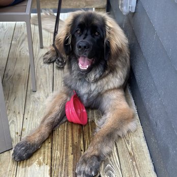 Spoke & Hub - Pup enjoying the patio - Breakfast & Brunch Near Me - Baton Rouge, Louisiana