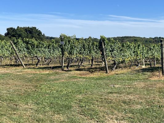 Stonington Vineyards by null