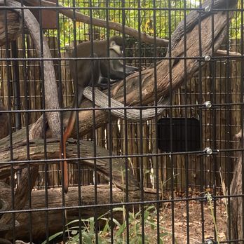 Maryland Zoo in Baltimore - Monkey - Zoos Near Me - Baltimore, Maryland