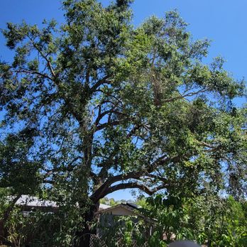 Pena Tree Service - Oak Tree - After - Tree Services Near Me Pena Tree Service - Oak Tree - After - Tree Services Near Me