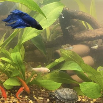 Ck Fish World - check out those green healthy plants! - Local Fish Stores Near Me - West Covina, California
