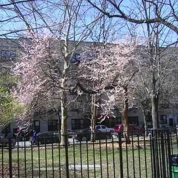 Tompkins Square Park - Cherry Blossom tree in spring - Parks Near Me - New York, New York Tompkins Square Park - Cherry Blossom tree in spring - Parks Near Me - New York, New York